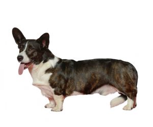 welsh corgi cardigan