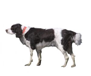 Spaniel francés