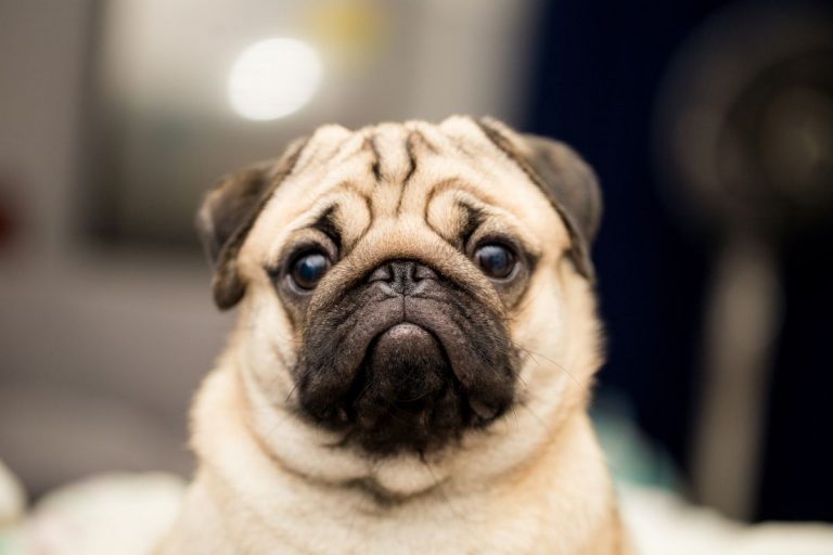 15 Calm Small Dog Breeds Perfect for Apartment Living