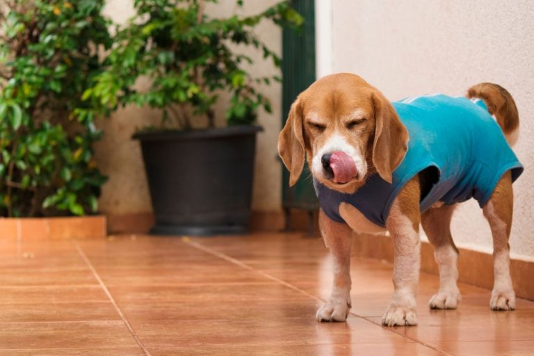 Mon chien a du mal à respirer causes et que faire