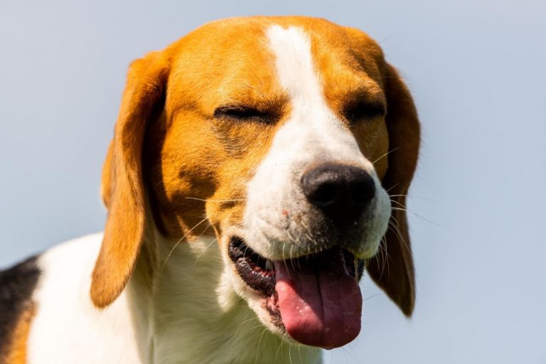 Mon chien a du mal à respirer causes et que faire