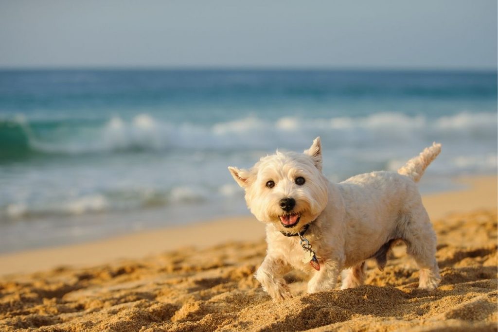 west highland terrier