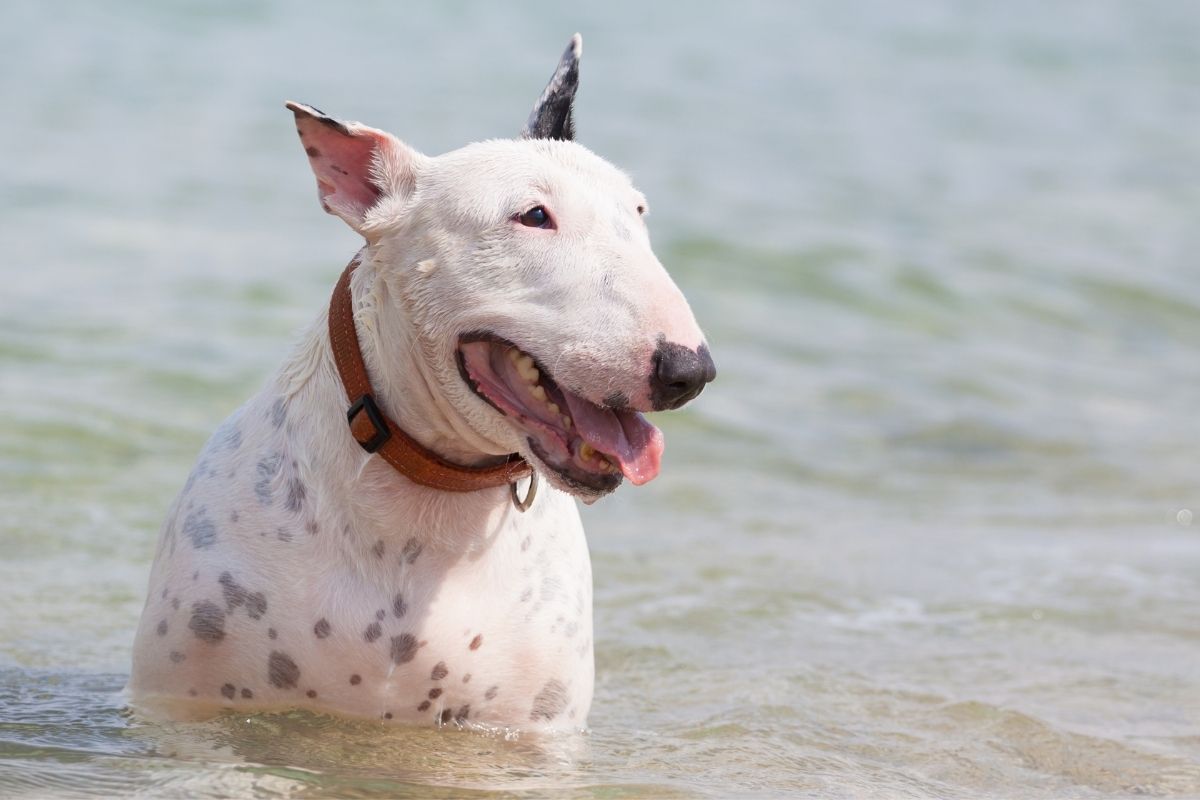 Les 10 meilleures races de chiens de taille moyenne