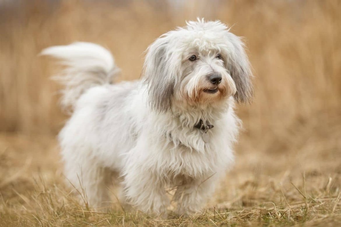 10 dog breeds suitable for elderly people