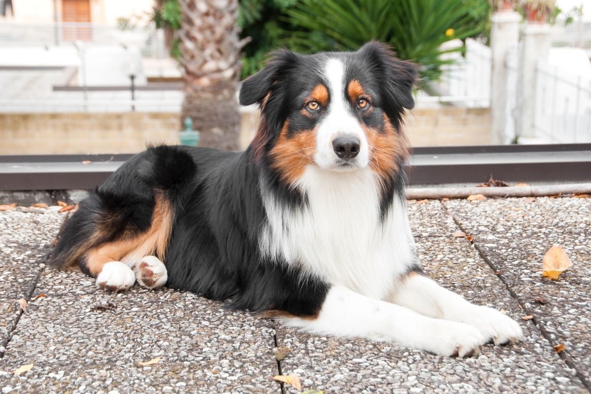 Top 10 medium-sized dog breeds