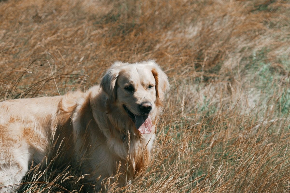 Golden Retriever Tout savoir sur cette race