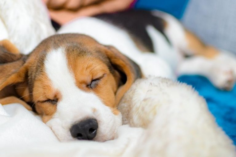 Where should my dog sleep?