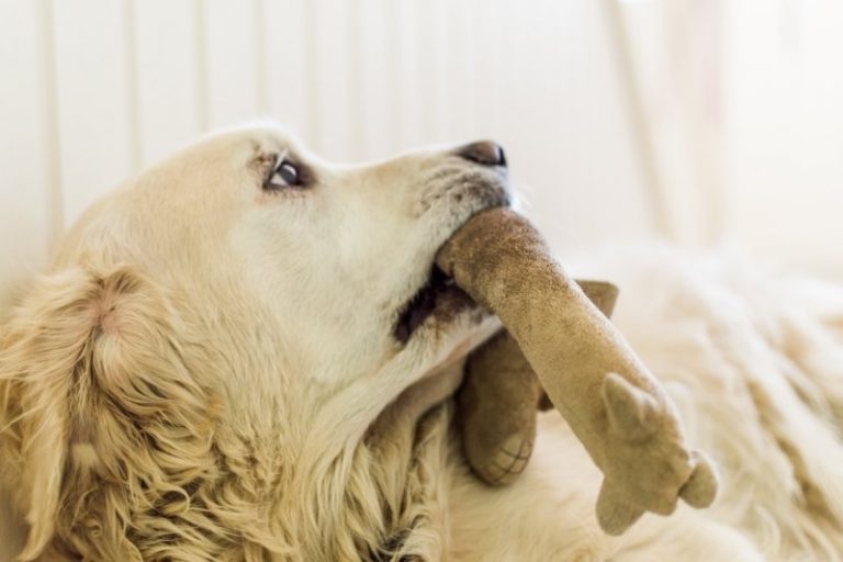 Why do dogs bring you toys?