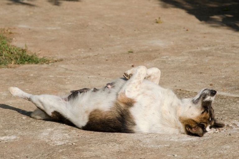 Why do dogs sleep on their back?