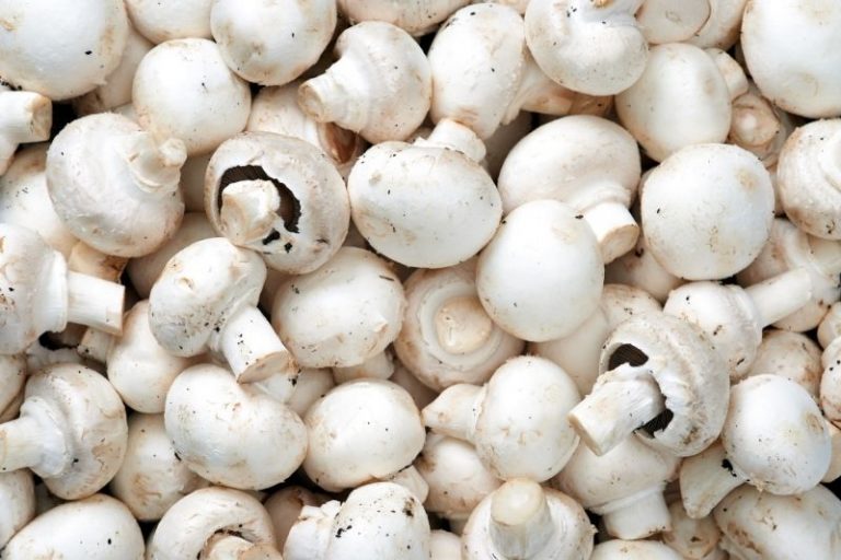 Mon chien peutil manger des champignons ?