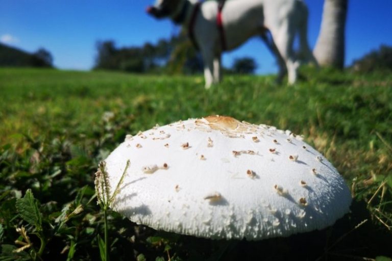 Mon chien peutil manger des champignons ?