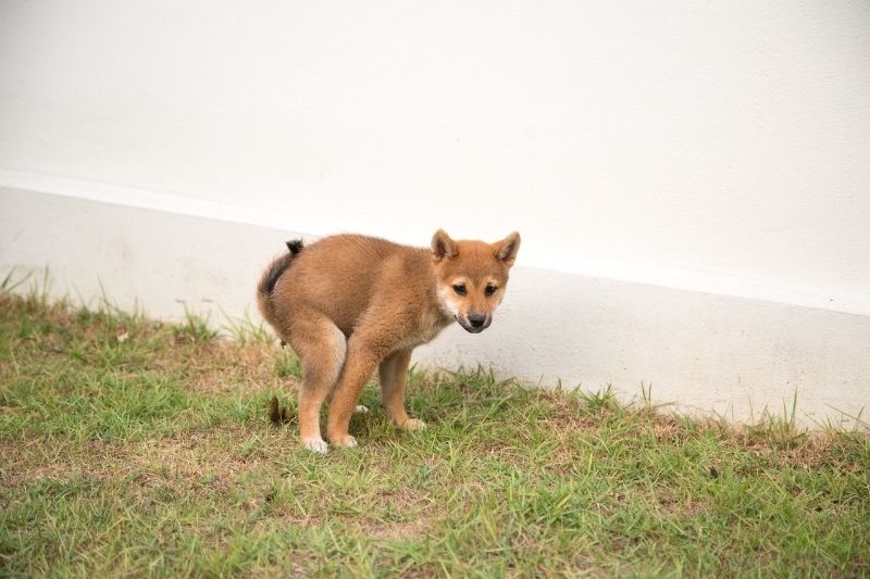 puppies poop a lot