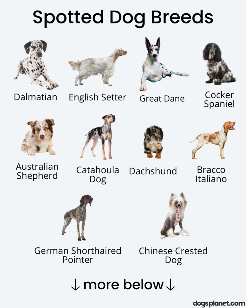 Dog Breeds: Different Types Of Dogs With Cool Facts •, 58% OFF