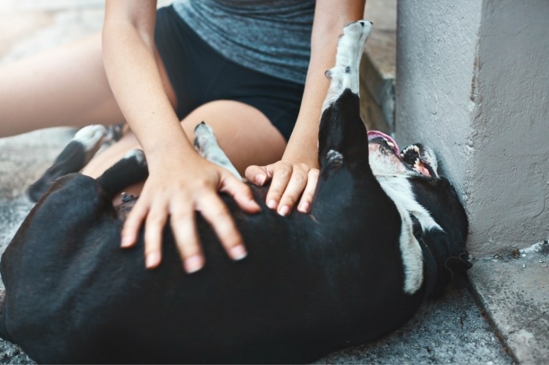 are dogs ticklish