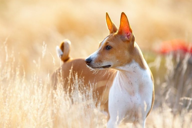 10 dog breeds that don't bark