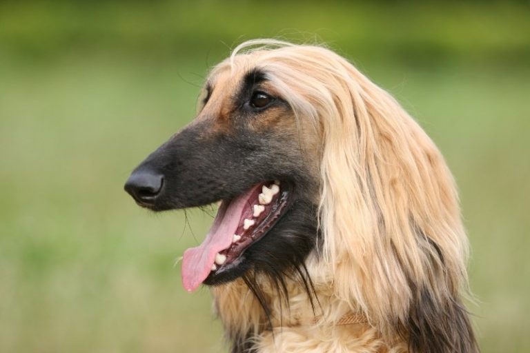 10 dog breeds that don't bark