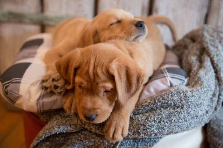 First night with your puppy all our tips