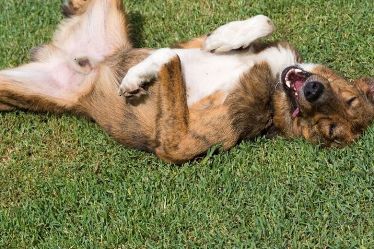 Why do dogs roll in poop?