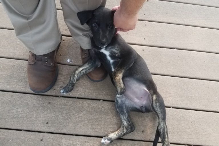 Why do dogs lay, sit or sleep on your feet?