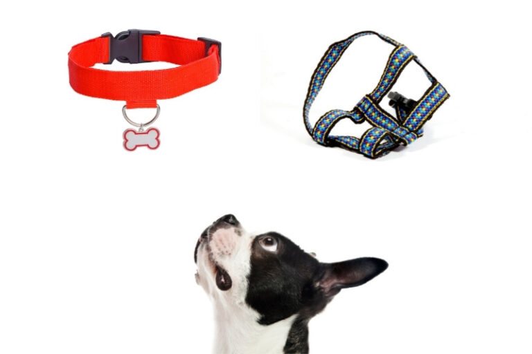 Harness vs Dog collar which one should you use?