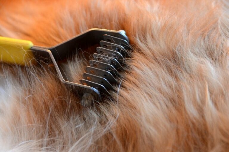 Dog shedding why and how to reduce it?