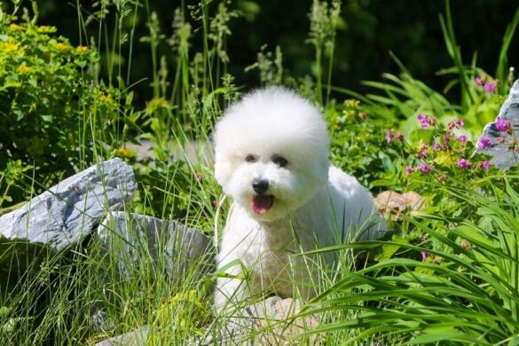 15 Calm Small Dog Breeds Perfect for Apartment Living