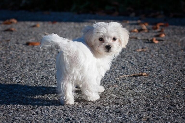 15 Calm Small Dog Breeds Perfect for Apartment Living