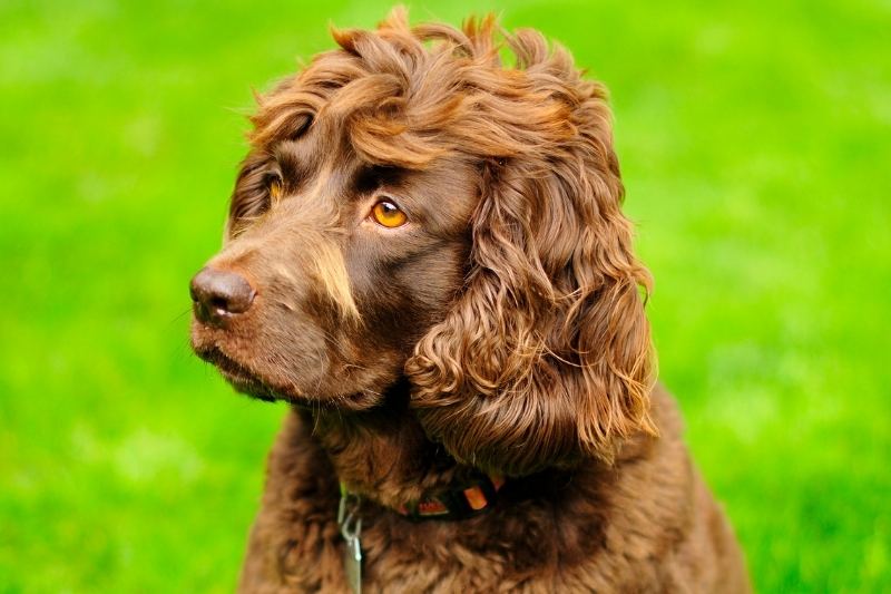 what dogs have light brown eyes