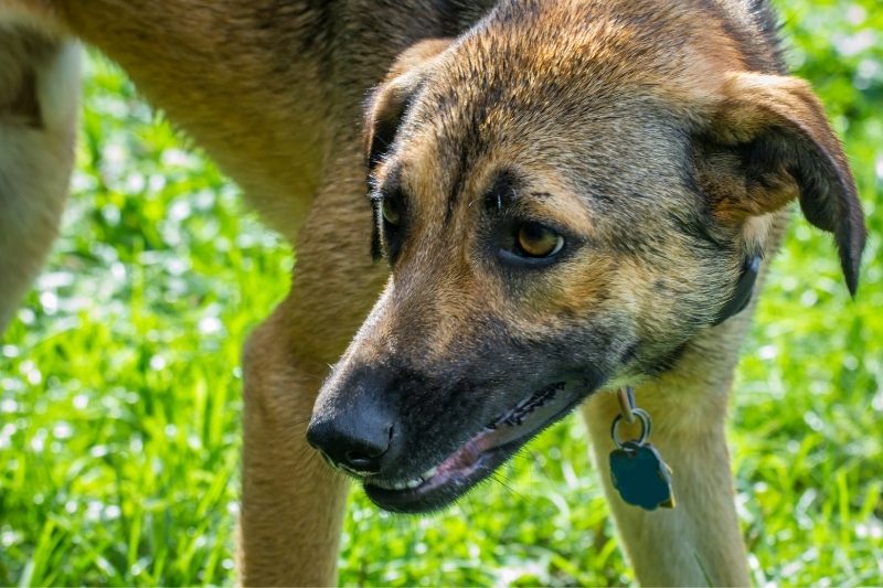 What Breed Of Dog Has Yellow Eyes