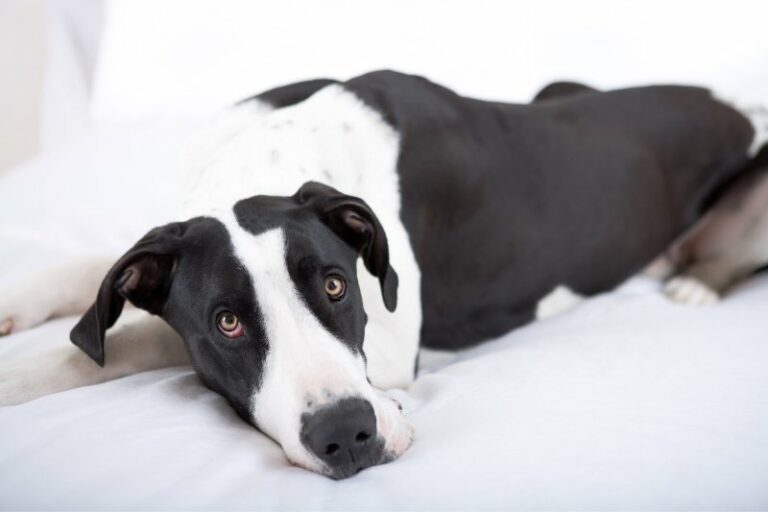 The 10 best dog beds for a Great Dane