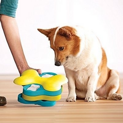 Puzzles y juguetes DIY para perros: Entretén a tu perro