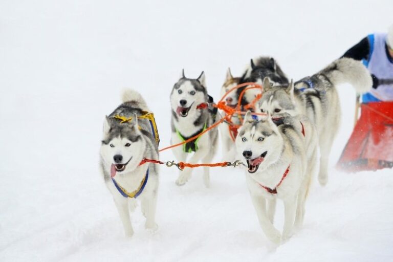 The 10 best sled dog breeds