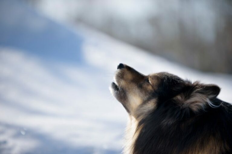 Why do dogs howl?