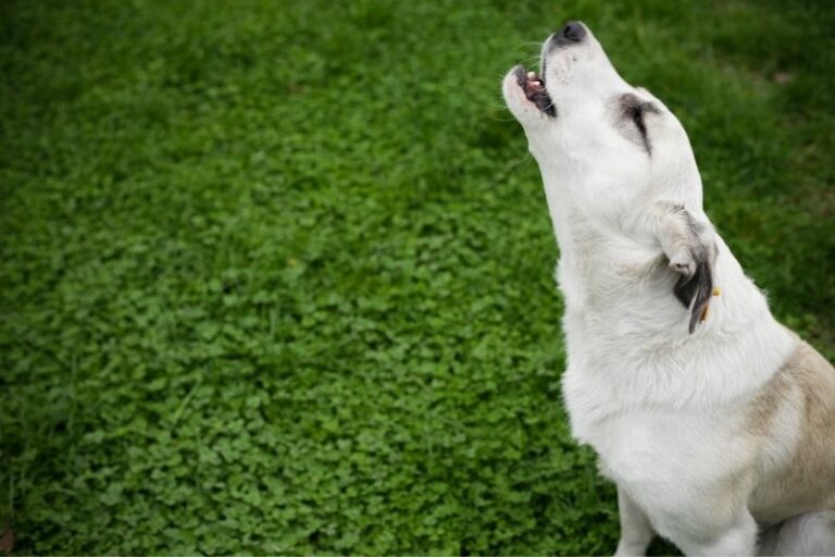 Why do dogs howl?