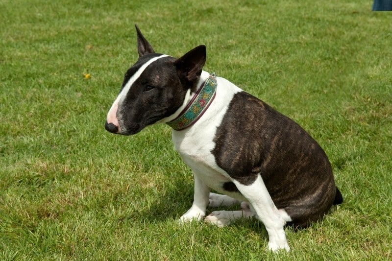 black and white bull terrier