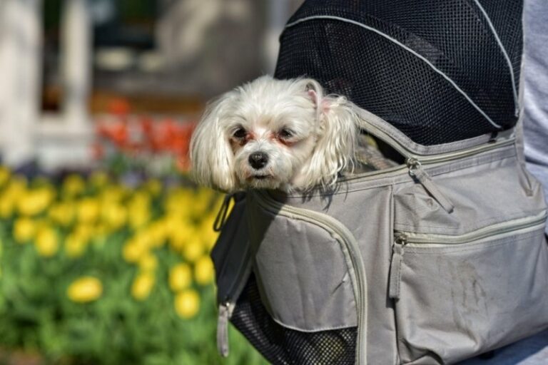 The 10 best dog backpacks for biking