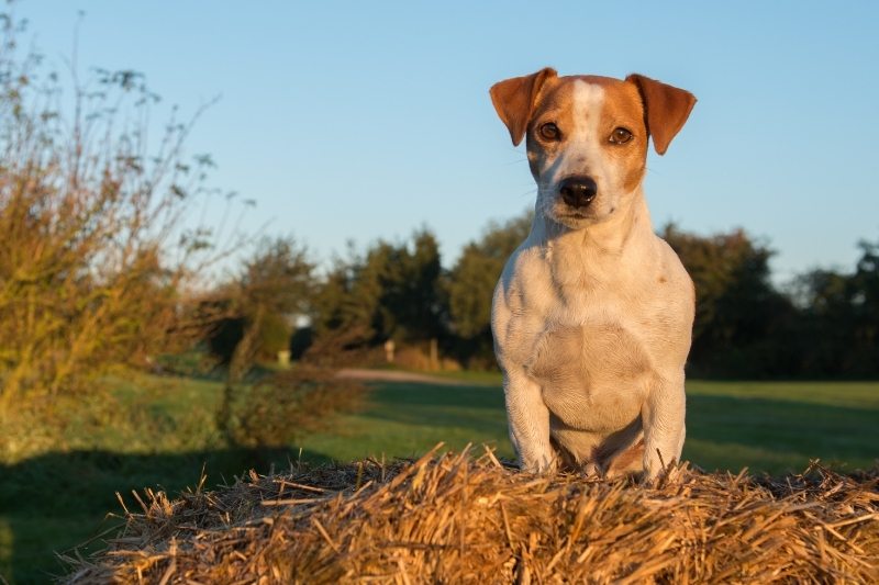 jack russell terrier field