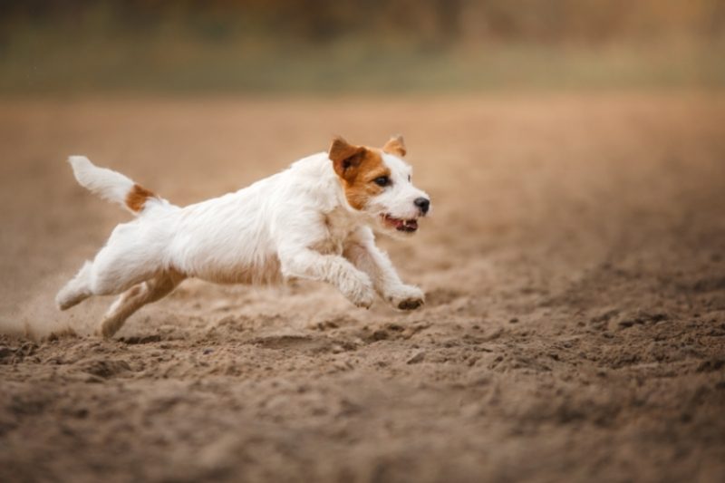 jack russell terrier running