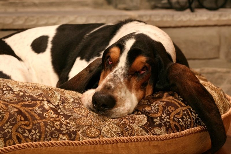 basset hound laying down