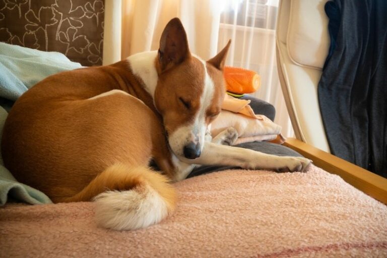 10 dog breeds that can be left alone