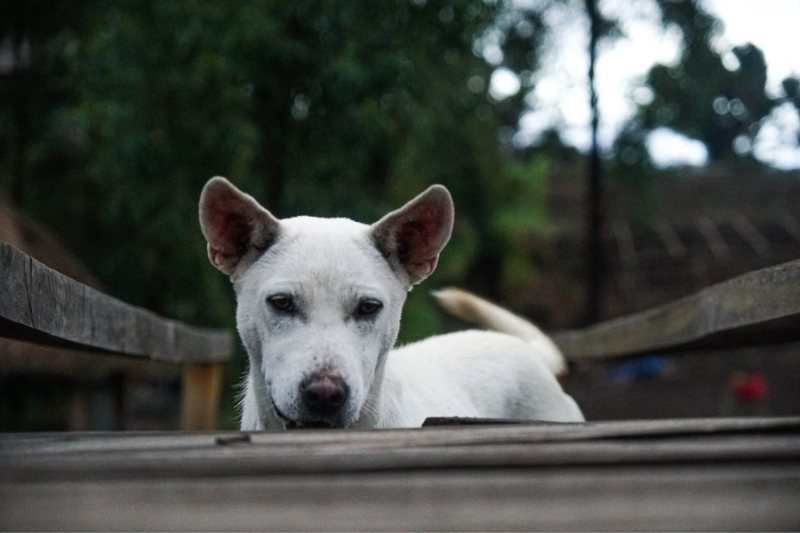 kintamani dog picture