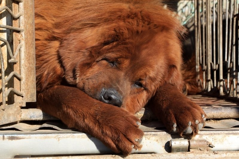 tibetan mastiff laying down