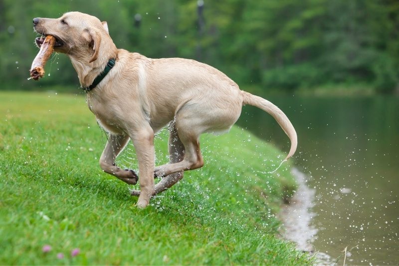 Why Do Dogs Like Playing Fetch DogsPlanet