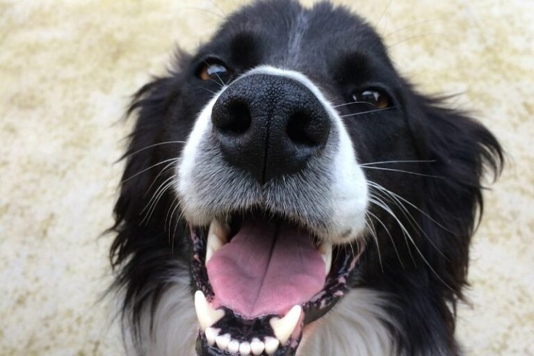 The 5 best harnesses for a Border Collie