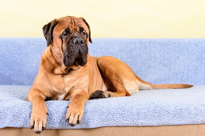 Bullmastiff guarding sale