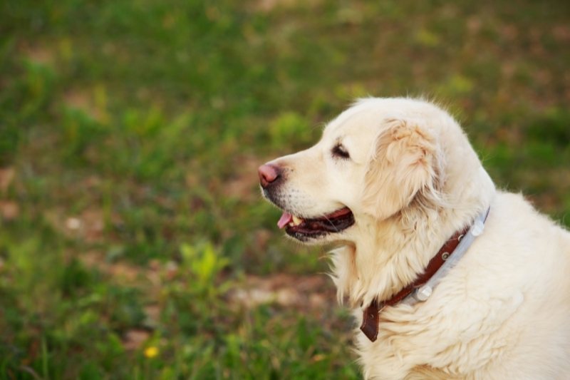 golden retriever collar