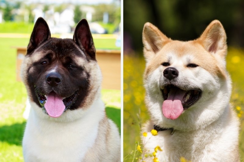 are japanese akitas good family dogs