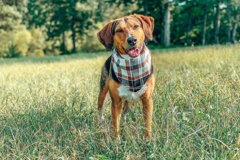 Beagador: everything about this mixed breed - DogsPlanet.com