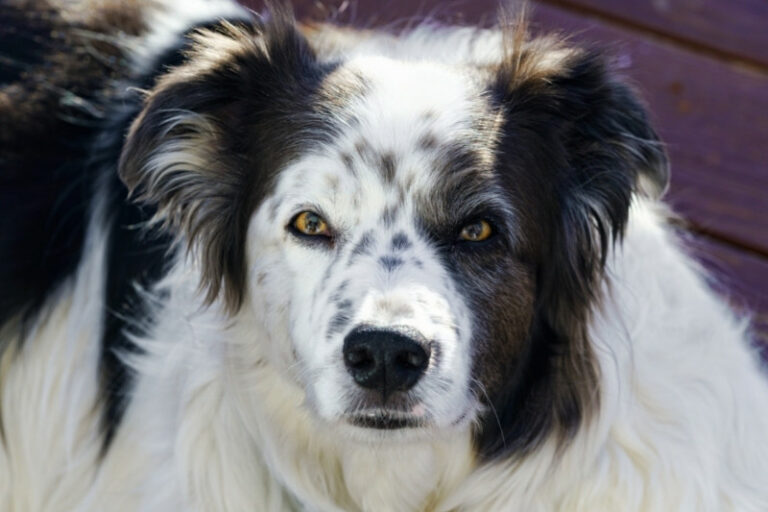 Border Collie Australian Shepherd mix everything about this mixed