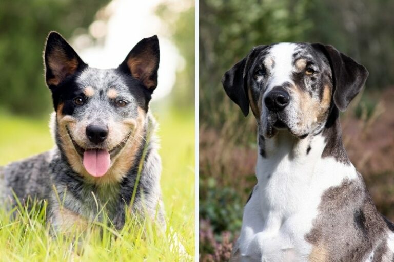 Catahoula Blue Heeler mix everything about this breed